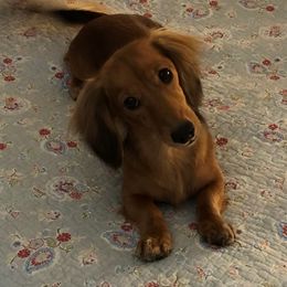 Teddy Bear - Dachshund