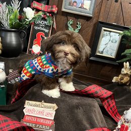 Havanese Puppies from Homeward Havanese, LLC