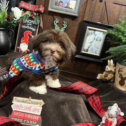 Havanese Puppies from Homeward Havanese, LLC