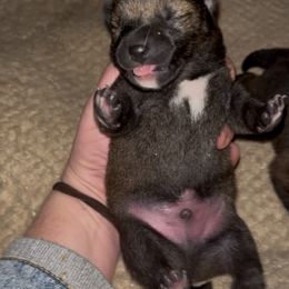 Ezekiel - Sesame - UKC - Sesame male Shiba Inu puppy in Clewiston, Florida from Animal Farm Shiba Inus & Mameshibas