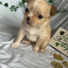 Casanova - Fawn male Chihuahua puppy in Austin, Indiana from Dog Bones N Harmony