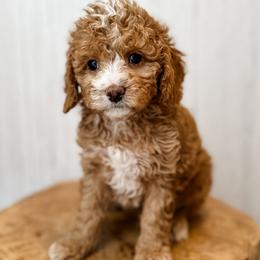 Moscato - Red male Assorted Doodle Crosses puppy in Arlington, Washington from Doodle Love Laugh