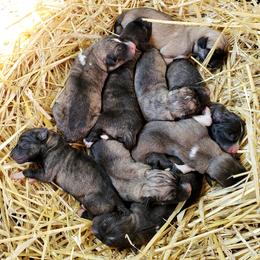 Anatolian Shepherd Dogs from Cedar Trace Farm