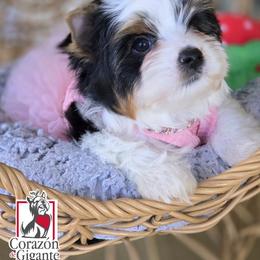 Biewer Terrier and Yorkshire Terrier Puppies from Corazon de gigante