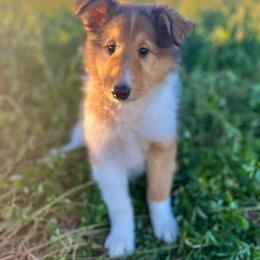 Nutmeg - Sable female Collie puppy in Waterville, Iowa from Lisa’s Lassies