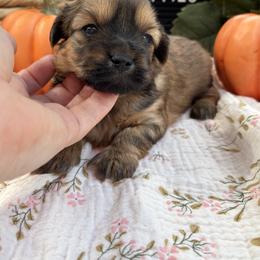 Opie - Brindle male Shorkie puppy in Charleston, West Virginia from Mountain State Puppies