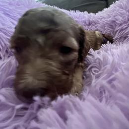 Sadie - Apricot female Poodle puppy in Sierra Vista, Arizona from KnightWatch K-9