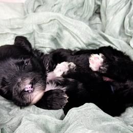 Jane - Black and white female Portuguese Water Dog puppy in Asheville, North Carolina from Top Notch Portuguese Water Dogs