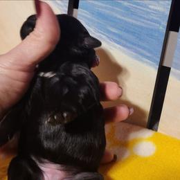 Blackie - Black and white female Shichon puppy in Imperial, Missouri from Shichon Teddybear  puppies of Miss