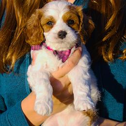 R2-D2 - Blenheim male Cavapoo puppy in Fort Worth, Texas from Creekwood Miniature Cavapoos