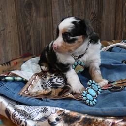 Beulah - Blue merle female Miniature Australian Shepherd puppy in Geary, Oklahoma from Helm Farms Aussies