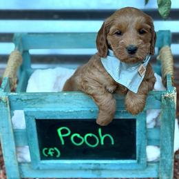 Pooh - Apricot female Australian Labradoodle puppy in Citrus Heights, California from Elite Blend Labradoodles