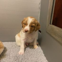 Boy 2 - Orange and white Brittany puppy in Port Orchard, Washington from Tullyvar Farm