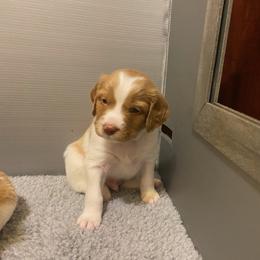 Boy 2 - Orange and white Brittany puppy in Port Orchard, Washington from Tullyvar Farm