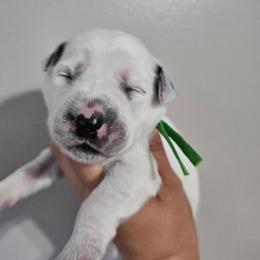 Bop It - White and black male Dalmatian puppy in Gray, Georgia from Fuller Spots