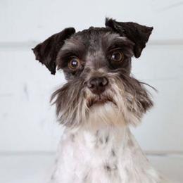 Mac - Miniature Schnauzer