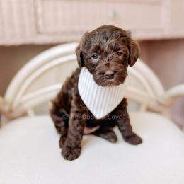 Hershey - Chocolate male Goldendoodle puppy in Syracuse, Indiana from The Doodle Cove