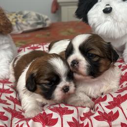 Shih Tzu puppies from Svitlana Geist