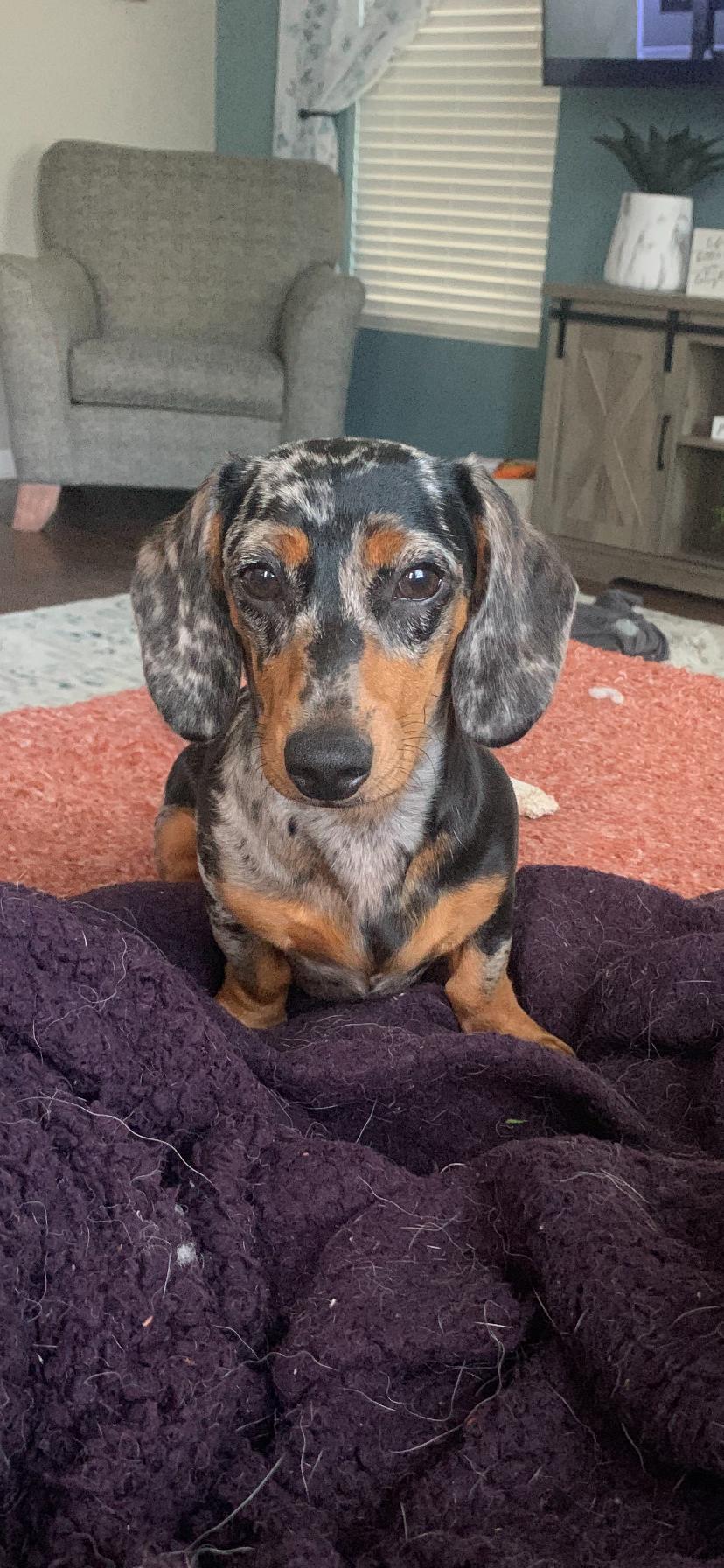 Piper
