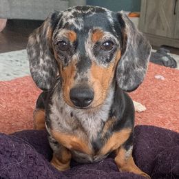Piper - Dachshund