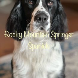 Olivia - English Springer Spaniel