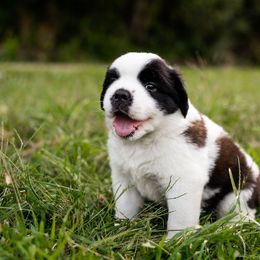 Saint Bernard Puppies from Minnie's Majestic Saints