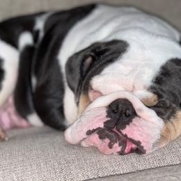 Violet - Bulldog