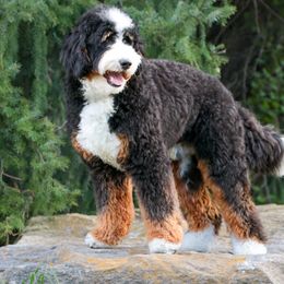 Kuzco - Bernedoodle