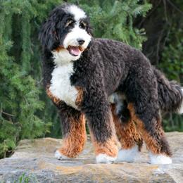 Kuzco - Bernedoodle