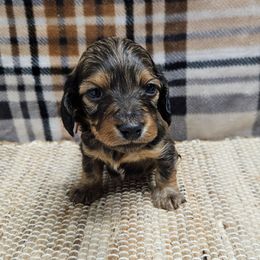Chestnut - Red male Dachshund puppy in Anaconda, Montana from Montana Country Dachshunds