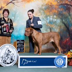 Halsey - Dogue de Bordeaux