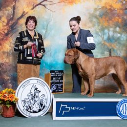 Halsey - Dogue de Bordeaux