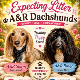 Dachshund puppies from A&R Dachshund