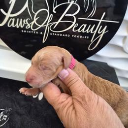 Pink - Red  female Poodle puppy in El Paso, Texas from Paws Of Beauty
