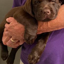 Labrador Retriever Puppies from New England Premier English Labradors