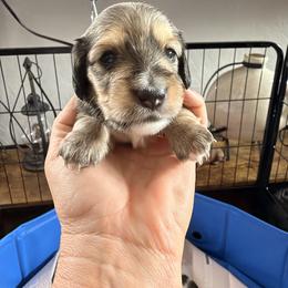 Dachshund Puppies from Dianna Eaves