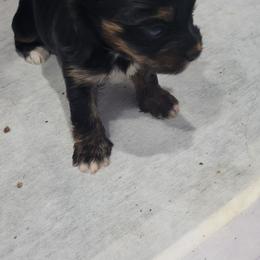 4 paws - Chocolate, tan and white male Yorkshire Terrier puppy in Chickasha, Oklahoma from SISSYS YORKIES