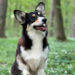 ViVi - Pembroke Welsh Corgi