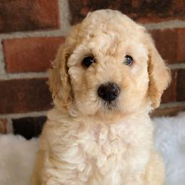 Boy 1 - Apricot male Australian Labradoodle puppy in Connersville, Indiana from Dessie's Doodles
