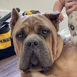 Dior - Cane Corso