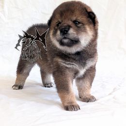 Moriko - Sesame male Shiba Inu puppy in California from WOLFOX shiba inu