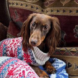 Holly - Dachshund