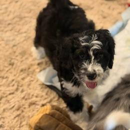 Florence - Tri-color female Bernedoodle puppy in Tulsa, Oklahoma from Magnolia Blossom Bernedoodles