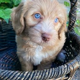 Alabaster - female Australian Mountain Doodle puppy in Port Orchard, Washington from Yukon Harbor Doodles