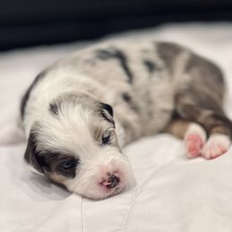 Miniature Australian Shepherd Puppies from Bishop Aussies
