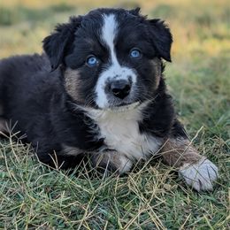 Girl 3 - Black tri-color Australian Shepherd puppy in Touchet, Washington from Frog Hollow Aussies