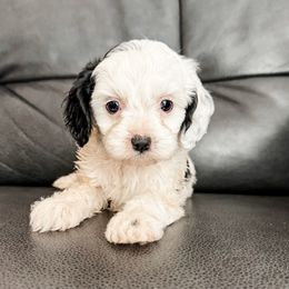 Fry - Black and white male Cavapoo puppy in Saint George, Utah from Fitzdoodles