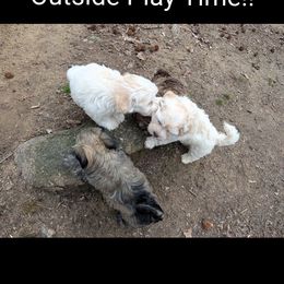 Havanese Puppies from LaBeouf Havanese’s