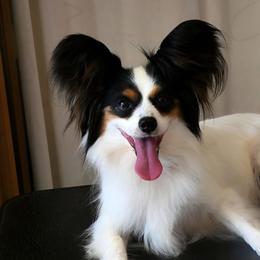 Youla - Papillon