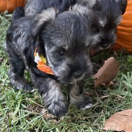 Dancer - Salt and pepper female Miniature Schnauzer puppy in Anthony, Florida from Amanda Tragash